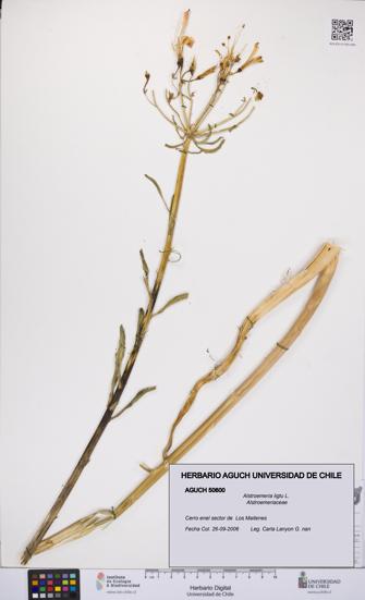 Alstroemeria ligtu [Espécimen: UCH:AGUCH:0050600]