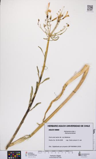 Alstroemeria ligtu [Espécimen: UCH:AGUCH:0050600]