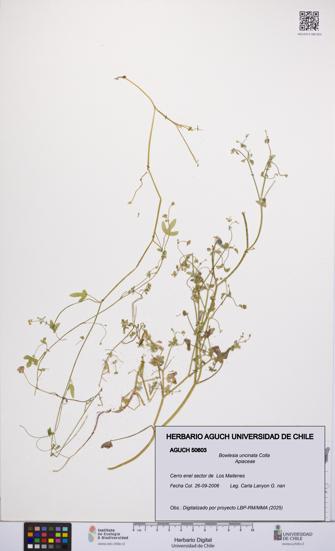 Bowlesia uncinata [Espécimen: UCH:AGUCH:0050603]