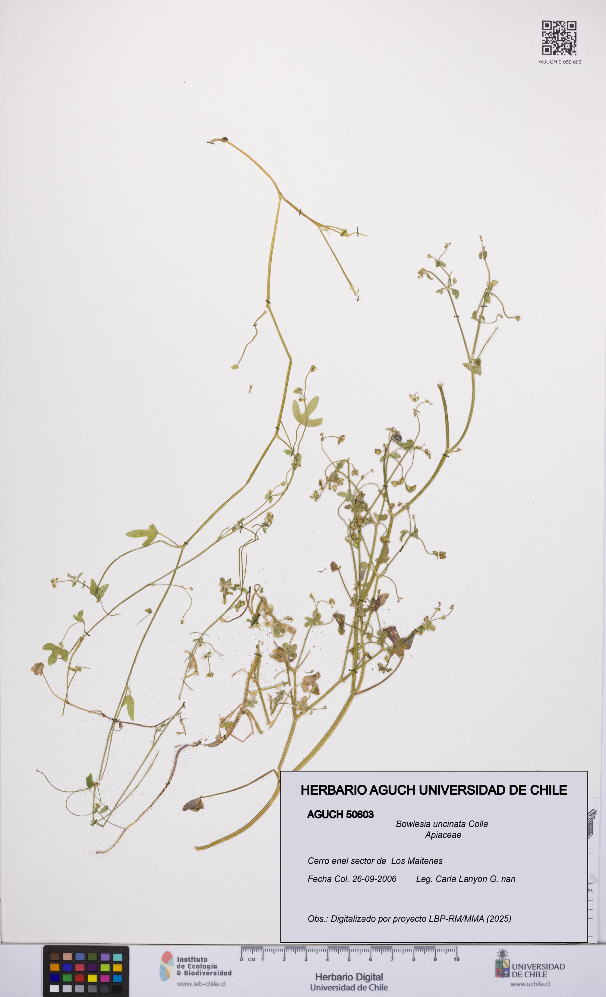 Bowlesia uncinata [Espécimen: UCH:AGUCH:0050603]