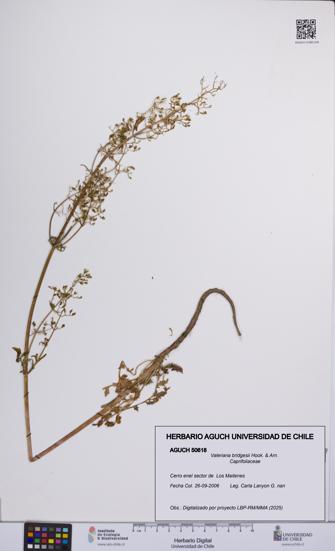 Valeriana bridgesii [Espécimen: UCH:AGUCH:0050618]