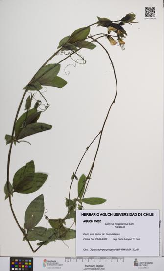 Lathyrus magellanicus [Espécimen: UCH:AGUCH:0050620]