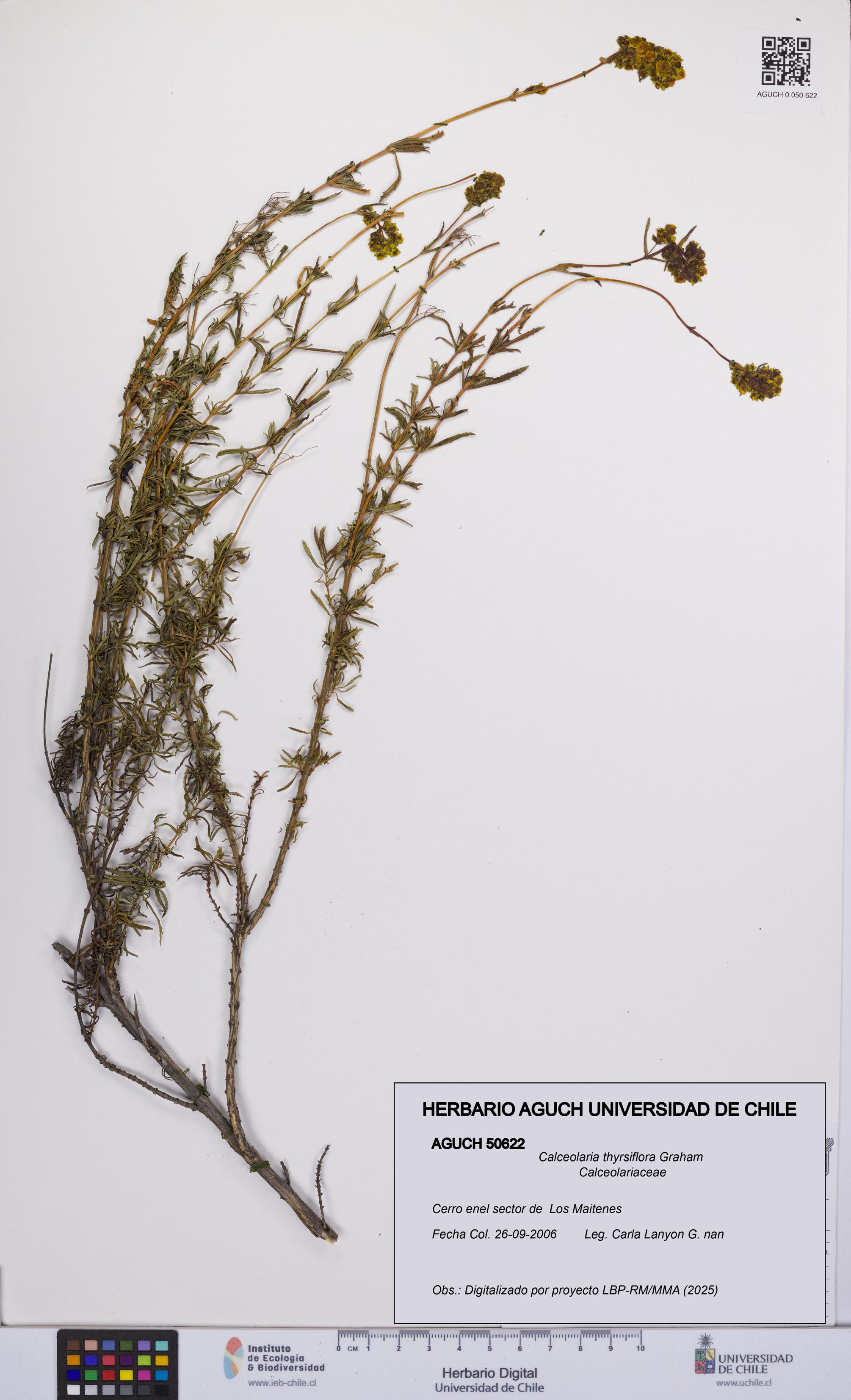 Calceolaria thyrsiflora [Espécimen: UCH:AGUCH:0050622]