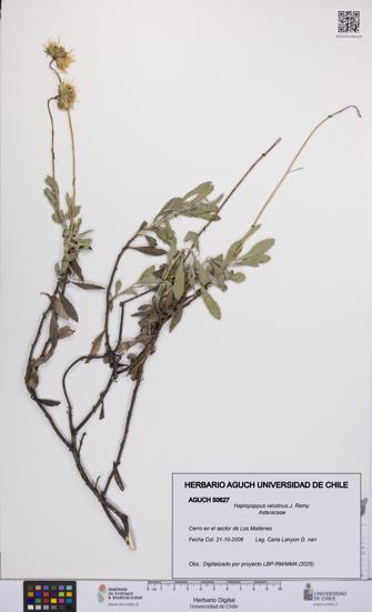 Haplopappus velutinus [Espécimen: UCH:AGUCH:0050627]