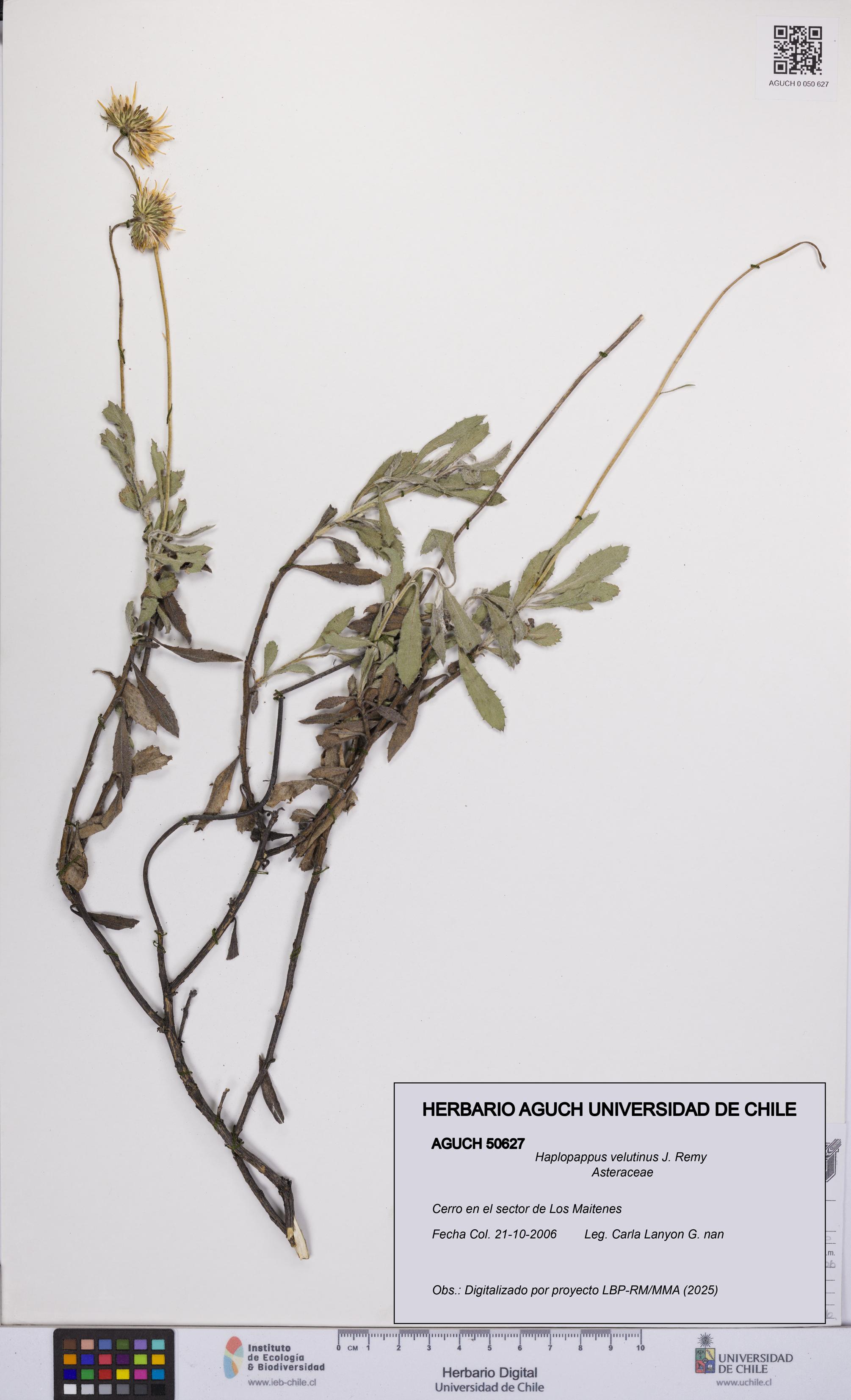 Haplopappus velutinus [Espécimen: UCH:AGUCH:0050627]