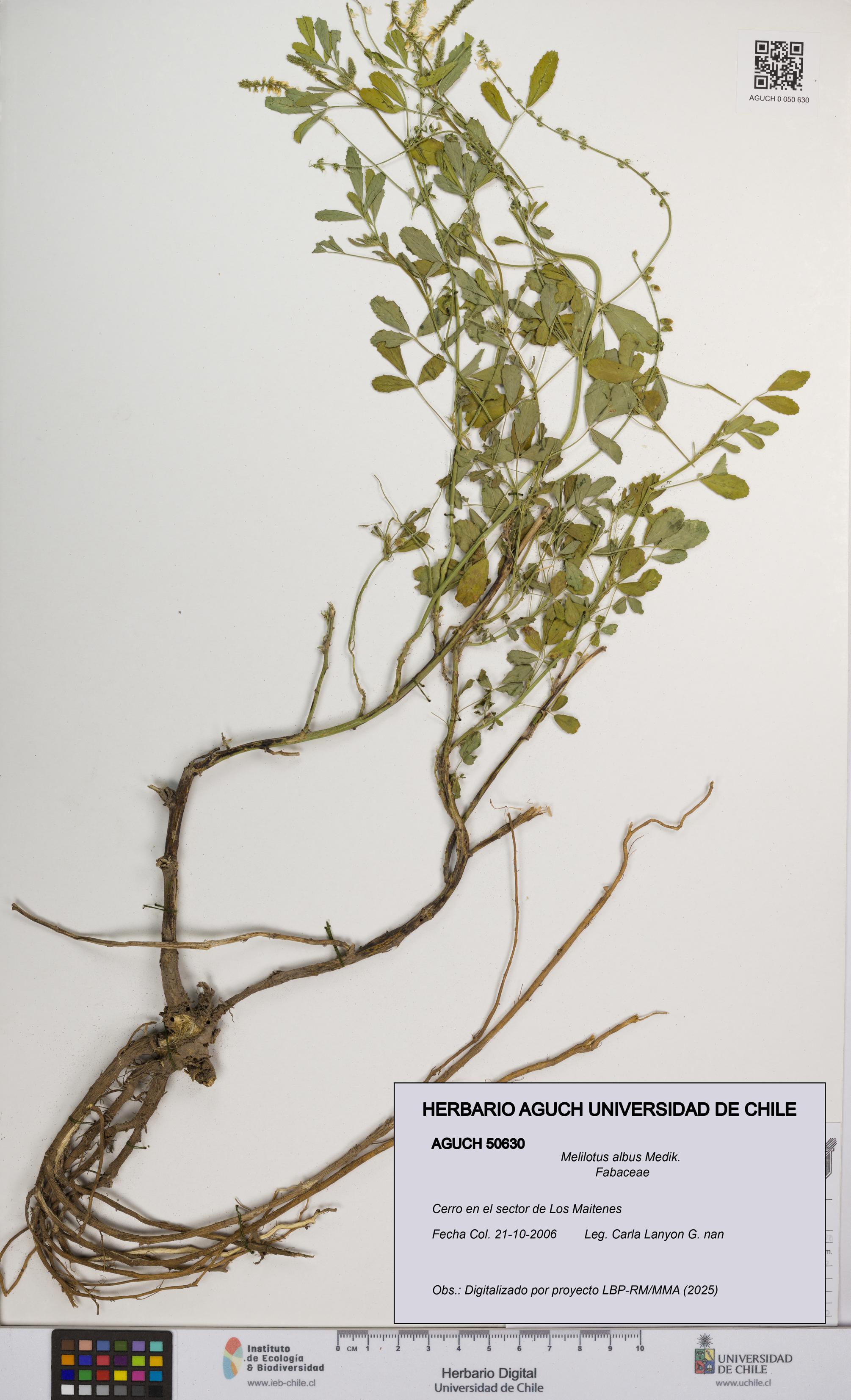Melilotus albus [Espécimen: UCH:AGUCH:0050630]