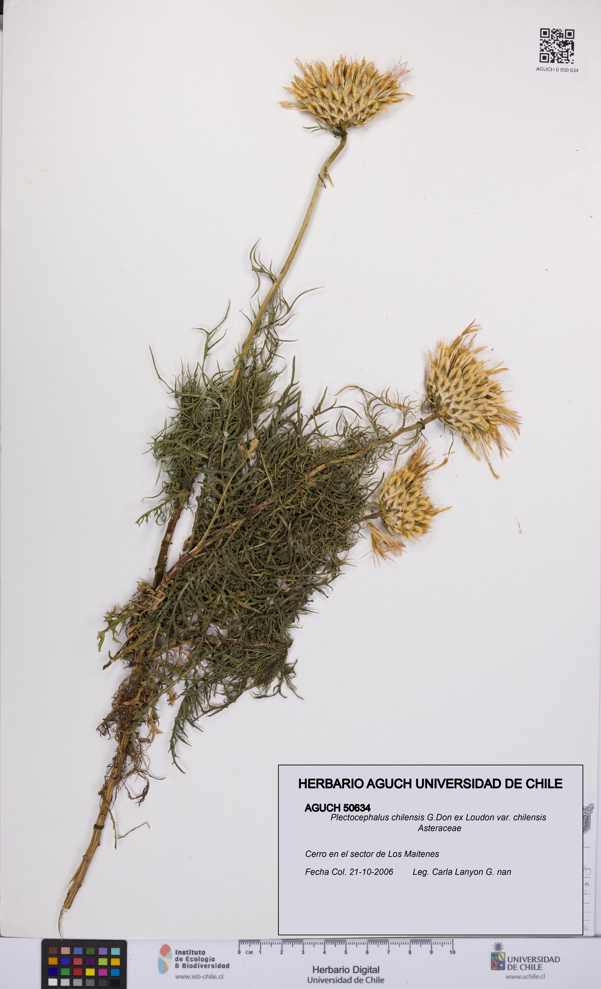 Plectocephalus chilensis var. chilensis [Espécimen: UCH:AGUCH:0050634]