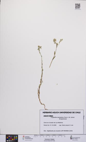 Cryptantha clandestina [Espécimen: UCH:AGUCH:0050644]