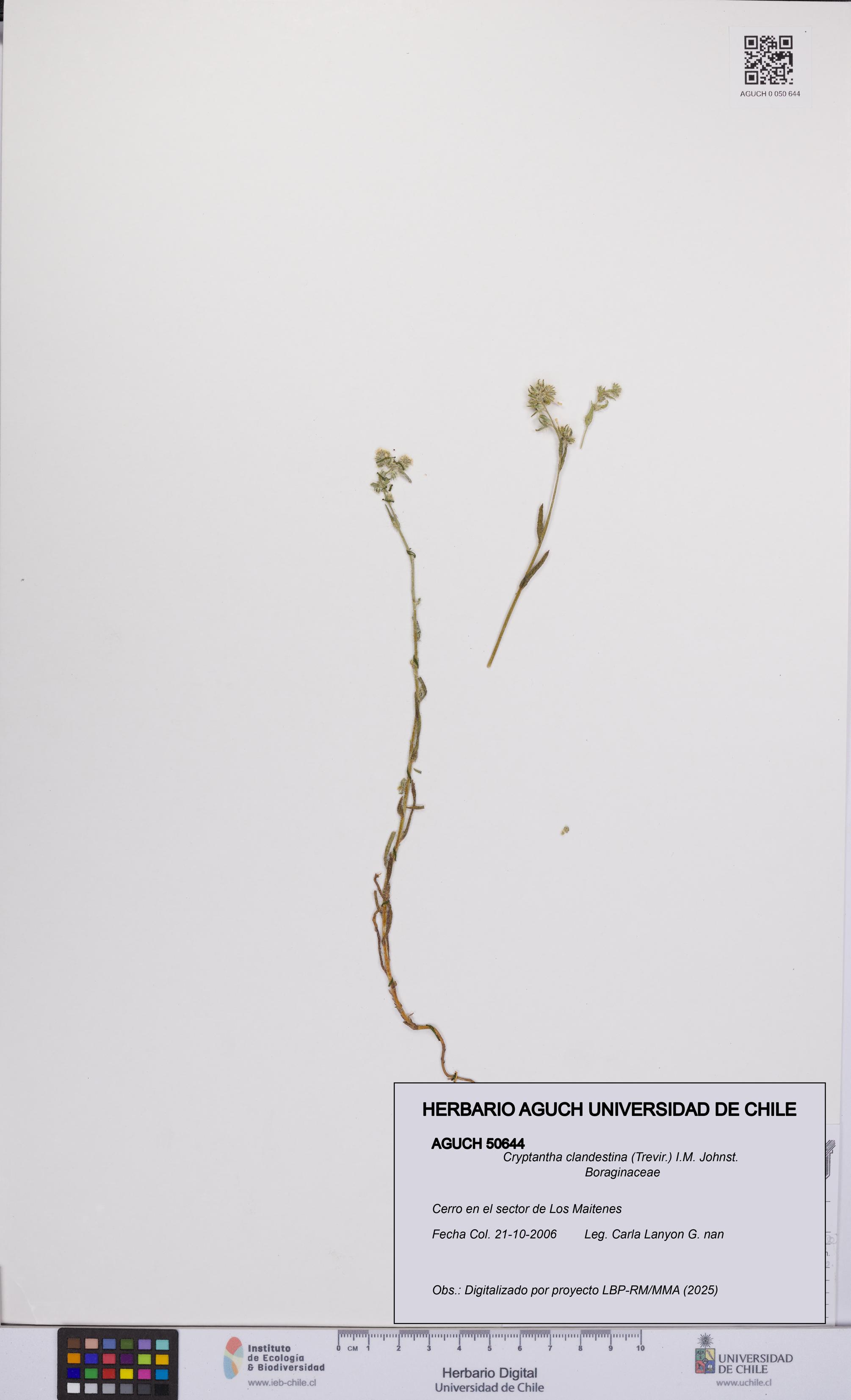 Cryptantha clandestina [Espécimen: UCH:AGUCH:0050644]