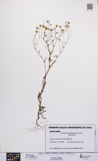 Leucheria tomentosa [Espécimen: UCH:AGUCH:0050647]