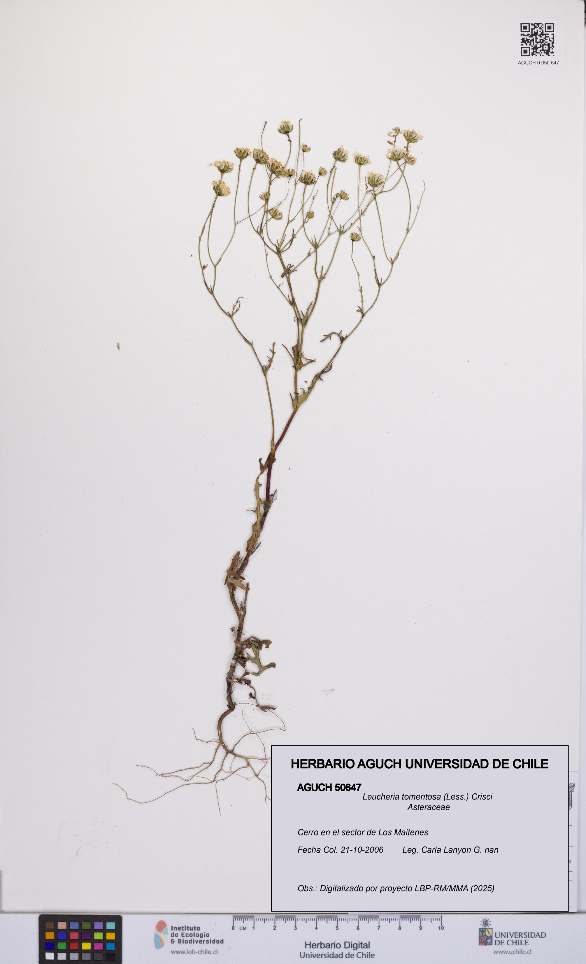 Leucheria tomentosa [Espécimen: UCH:AGUCH:0050647]