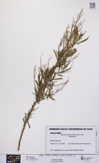 Baccharis linearis [Espécimen: UCH:AGUCH:0050687]