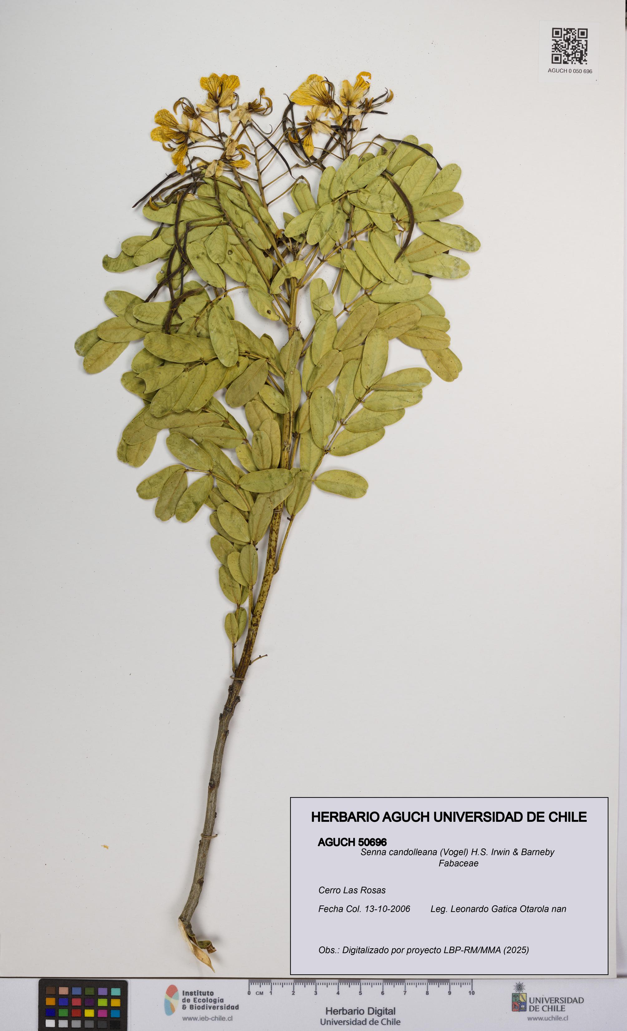 Senna candolleana [Espécimen: UCH:AGUCH:0050696]