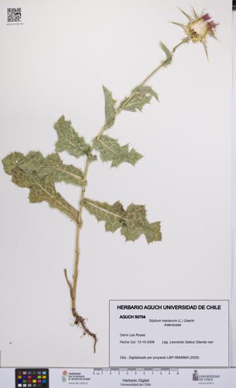 Silybum marianum [Espécimen: UCH:AGUCH:0050704]
