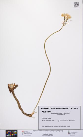 Leucocoryne ixioides [Espécimen: UCH:AGUCH:0050708]