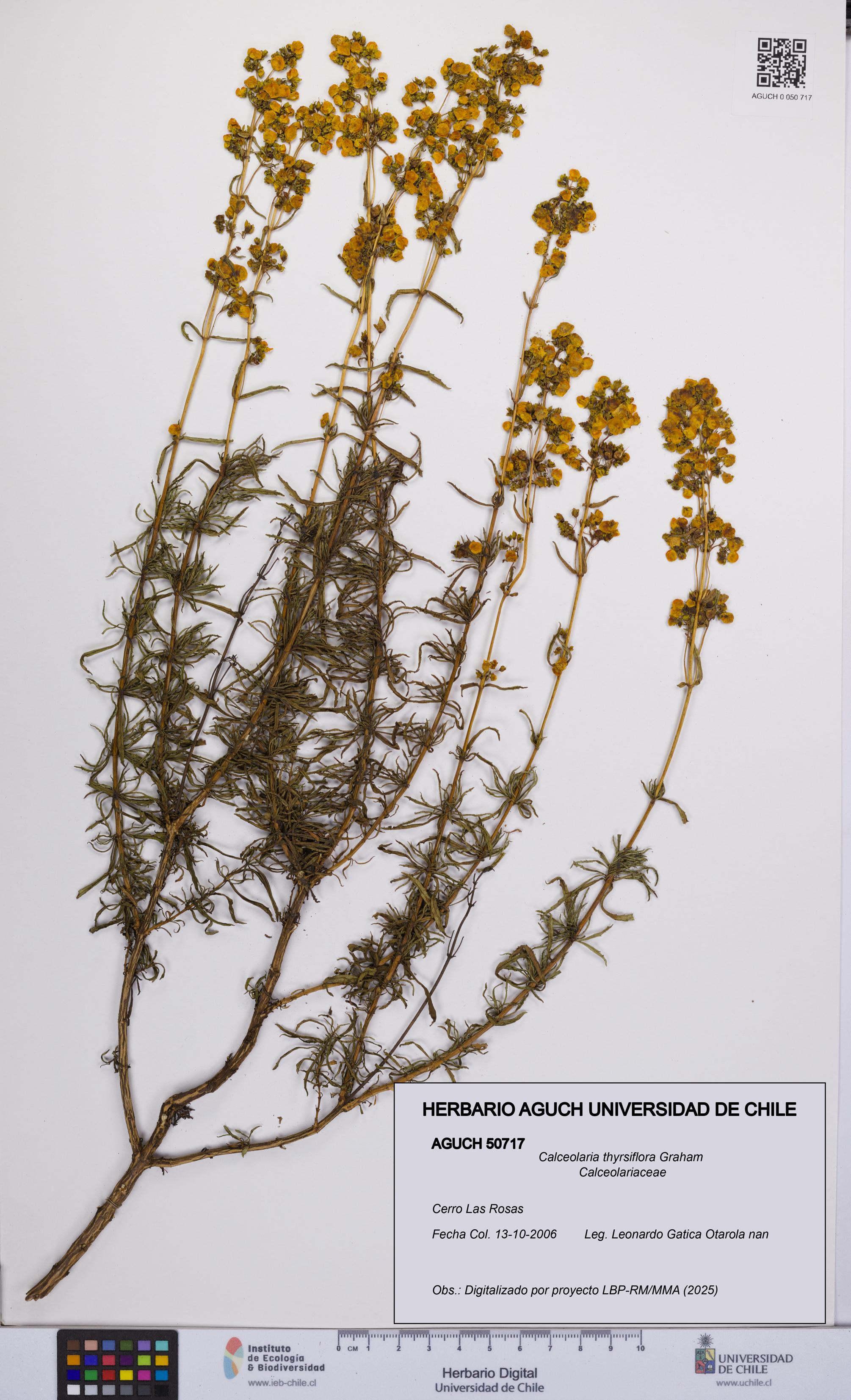 Calceolaria thyrsiflora [Espécimen: UCH:AGUCH:0050717]