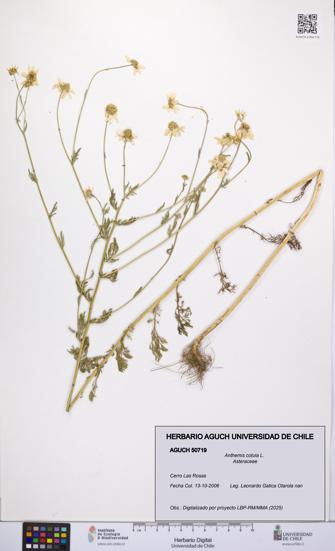 Anthemis cotula [Espécimen: UCH:AGUCH:0050719]