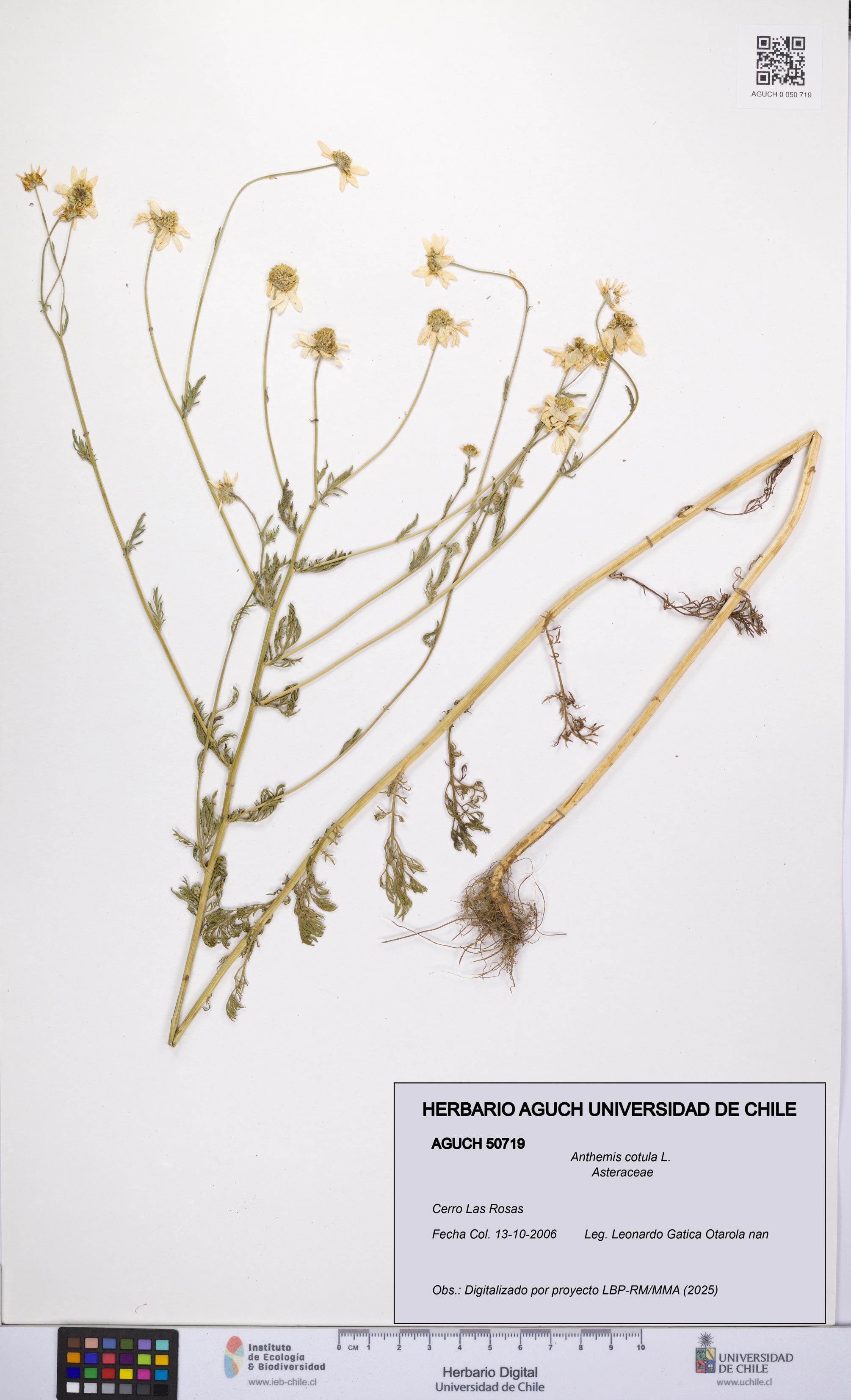 Anthemis cotula [Espécimen: UCH:AGUCH:0050719]