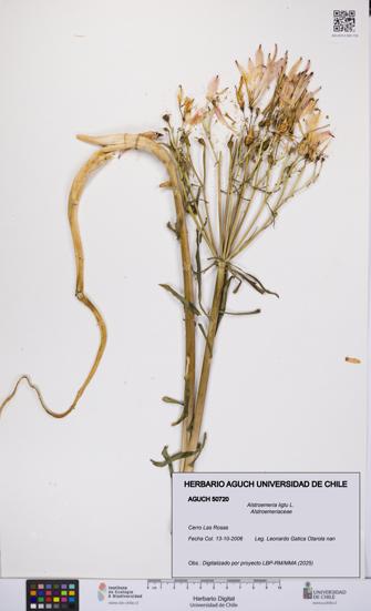 Alstroemeria ligtu [Espécimen: UCH:AGUCH:0050720]