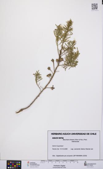 Baccharis linearis [Espécimen: UCH:AGUCH:0050724]