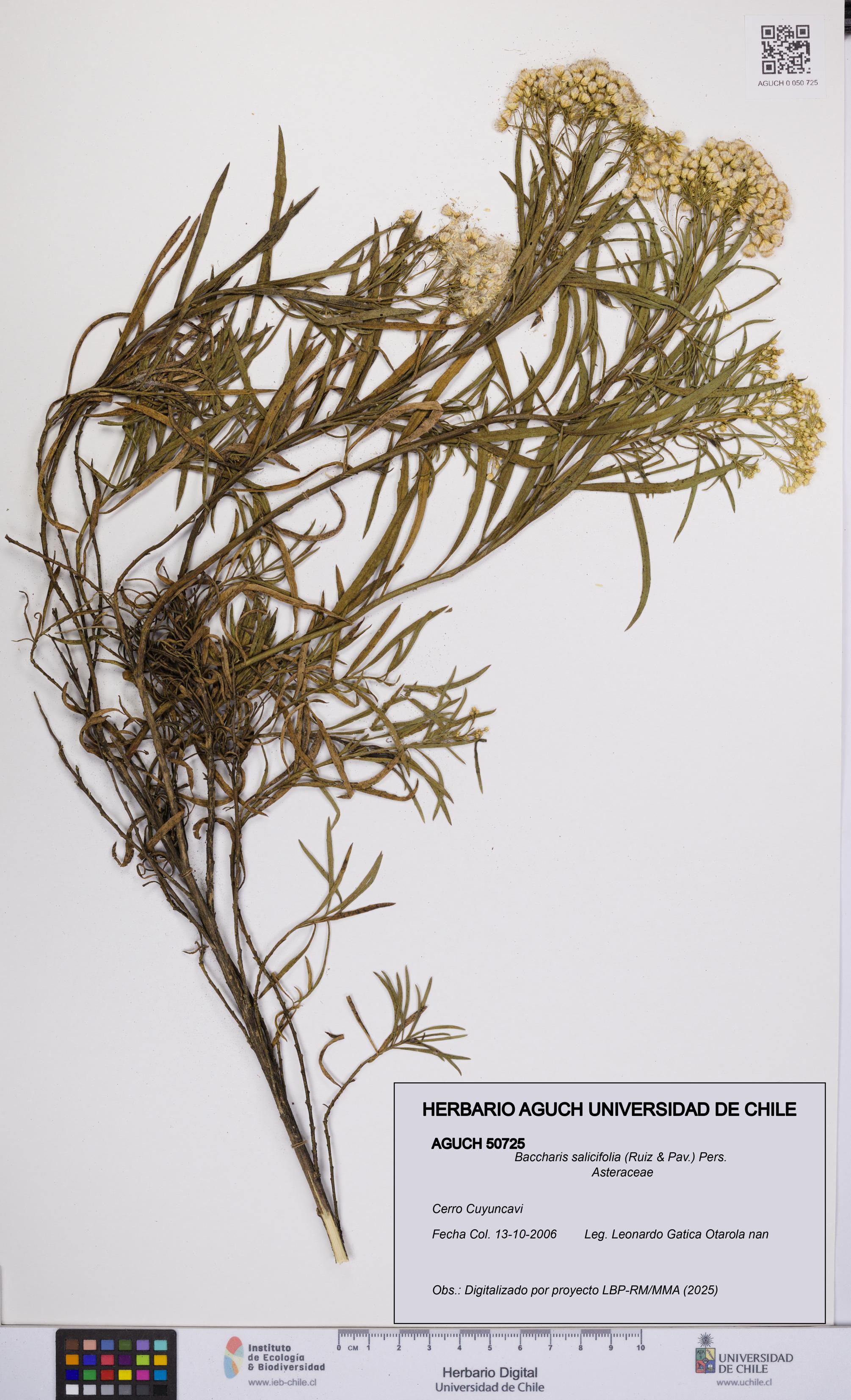 Baccharis salicifolia [Espécimen: UCH:AGUCH:0050725]