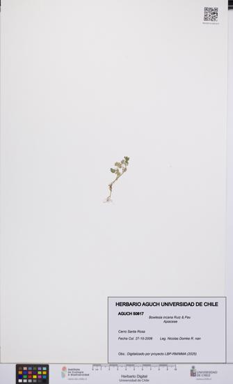 Bowlesia incana [Espécimen: UCH:AGUCH:0050817]