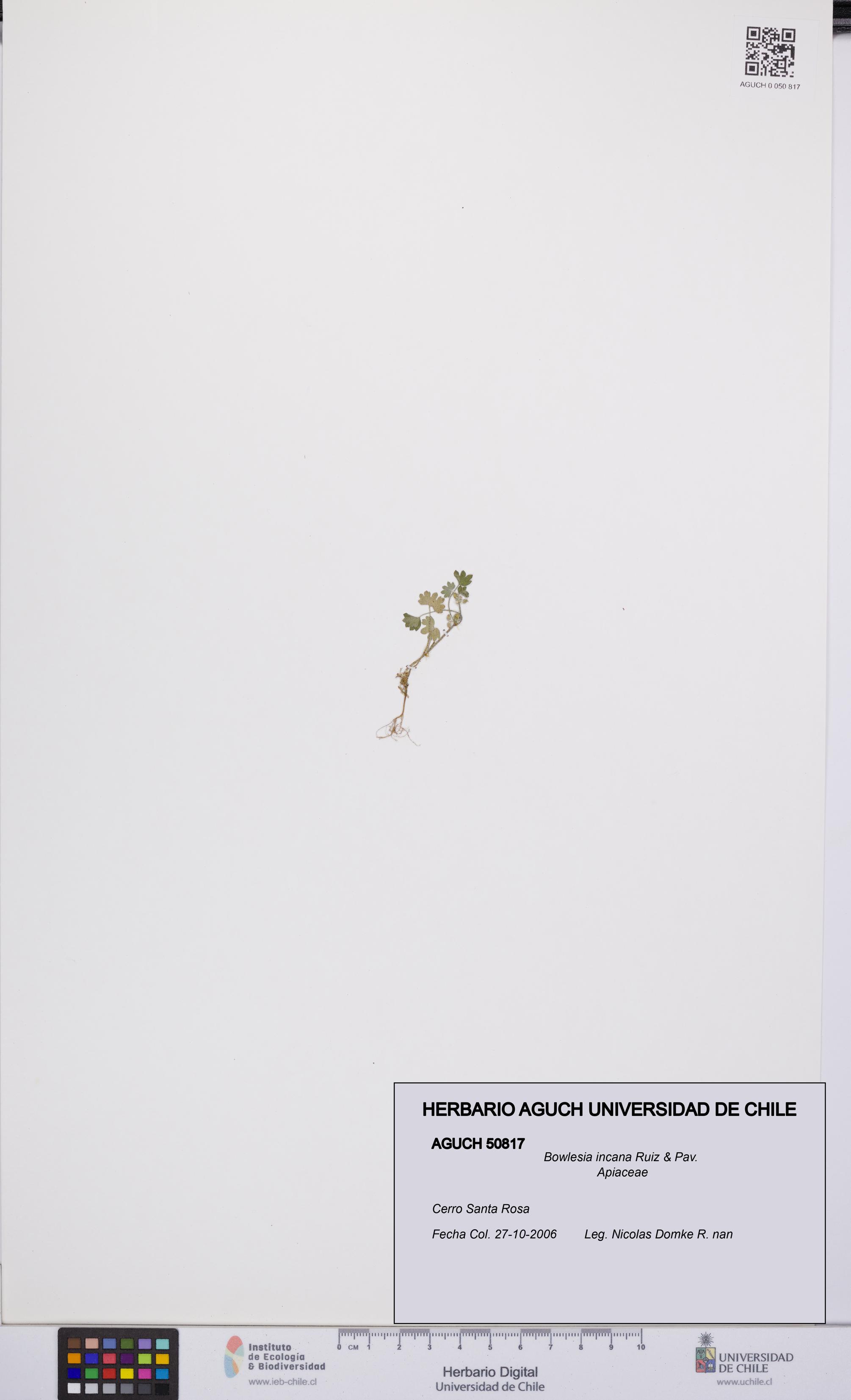 Bowlesia incana [Espécimen: UCH:AGUCH:0050817]