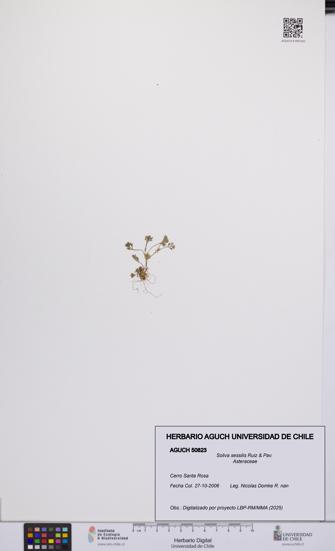 Soliva sessilis [Espécimen: UCH:AGUCH:0050823]
