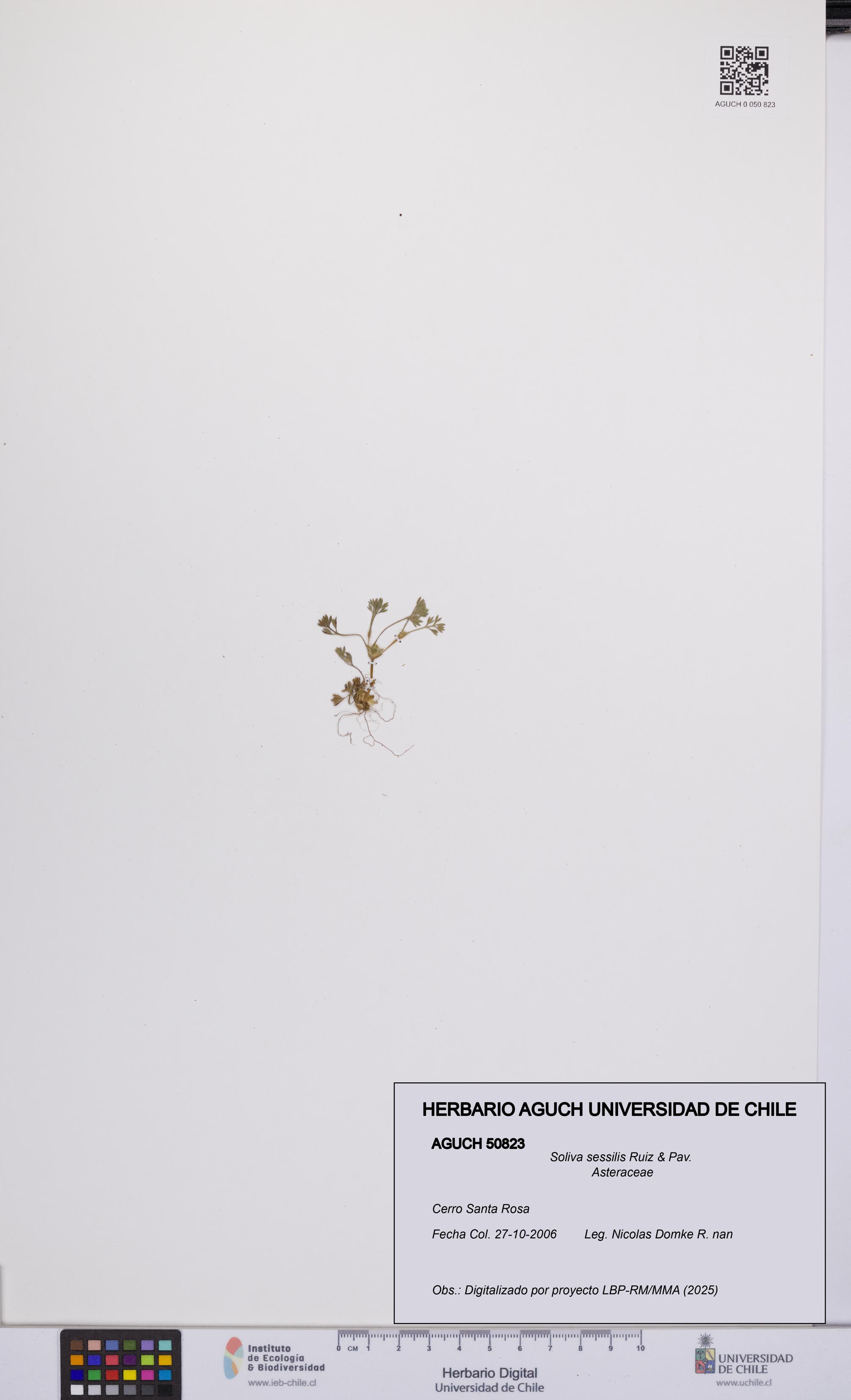 Soliva sessilis [Espécimen: UCH:AGUCH:0050823]