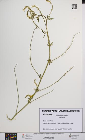 Melilotus albus [Espécimen: UCH:AGUCH:0050832]