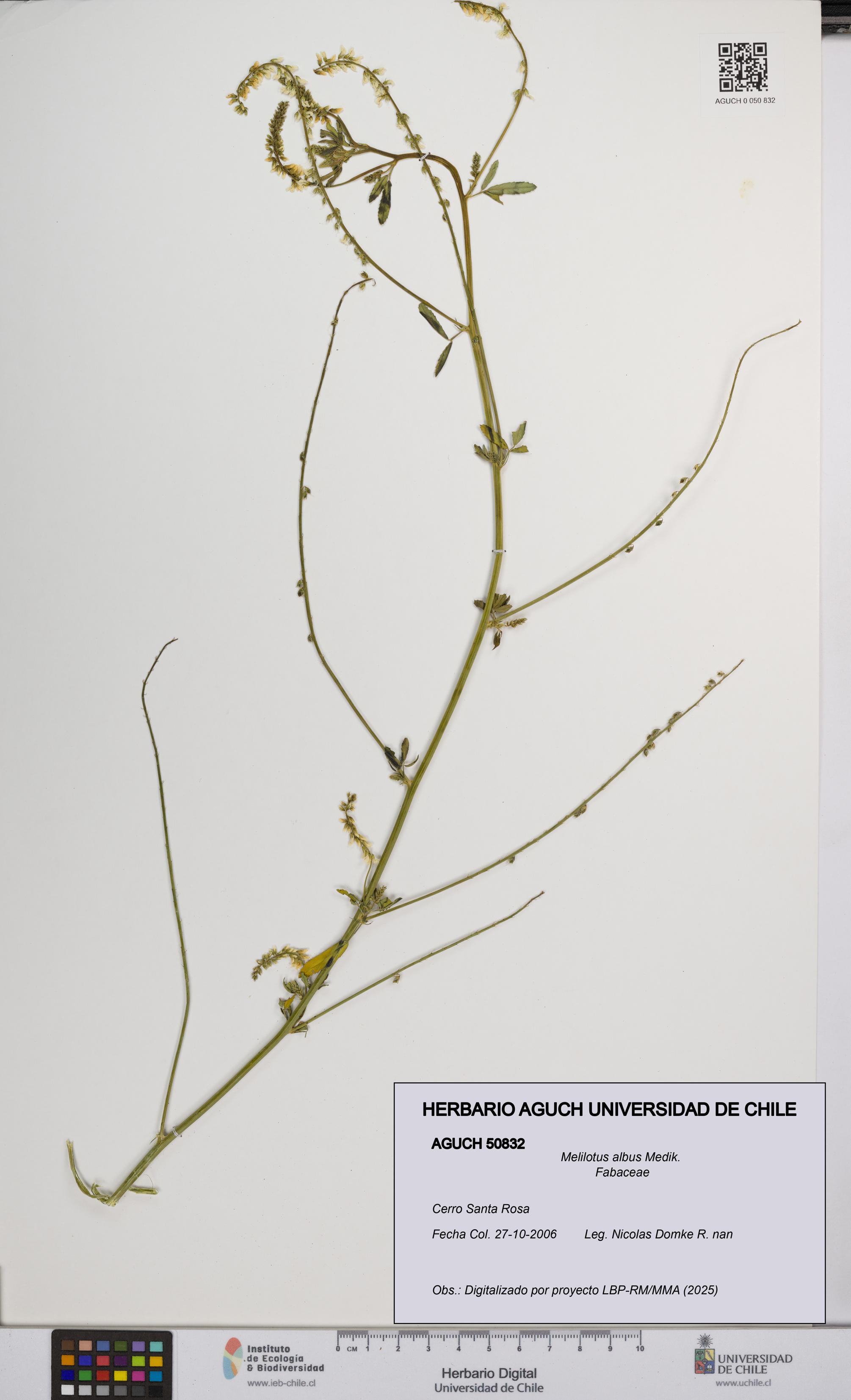 Melilotus albus [Espécimen: UCH:AGUCH:0050832]