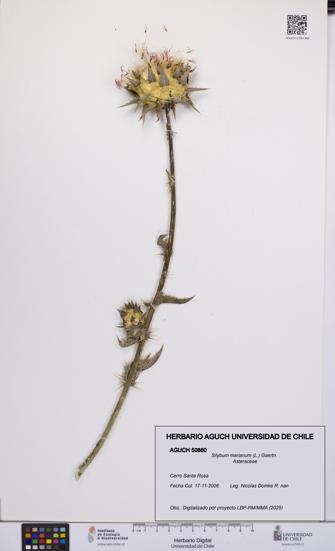 Silybum marianum [Espécimen: UCH:AGUCH:0050860]