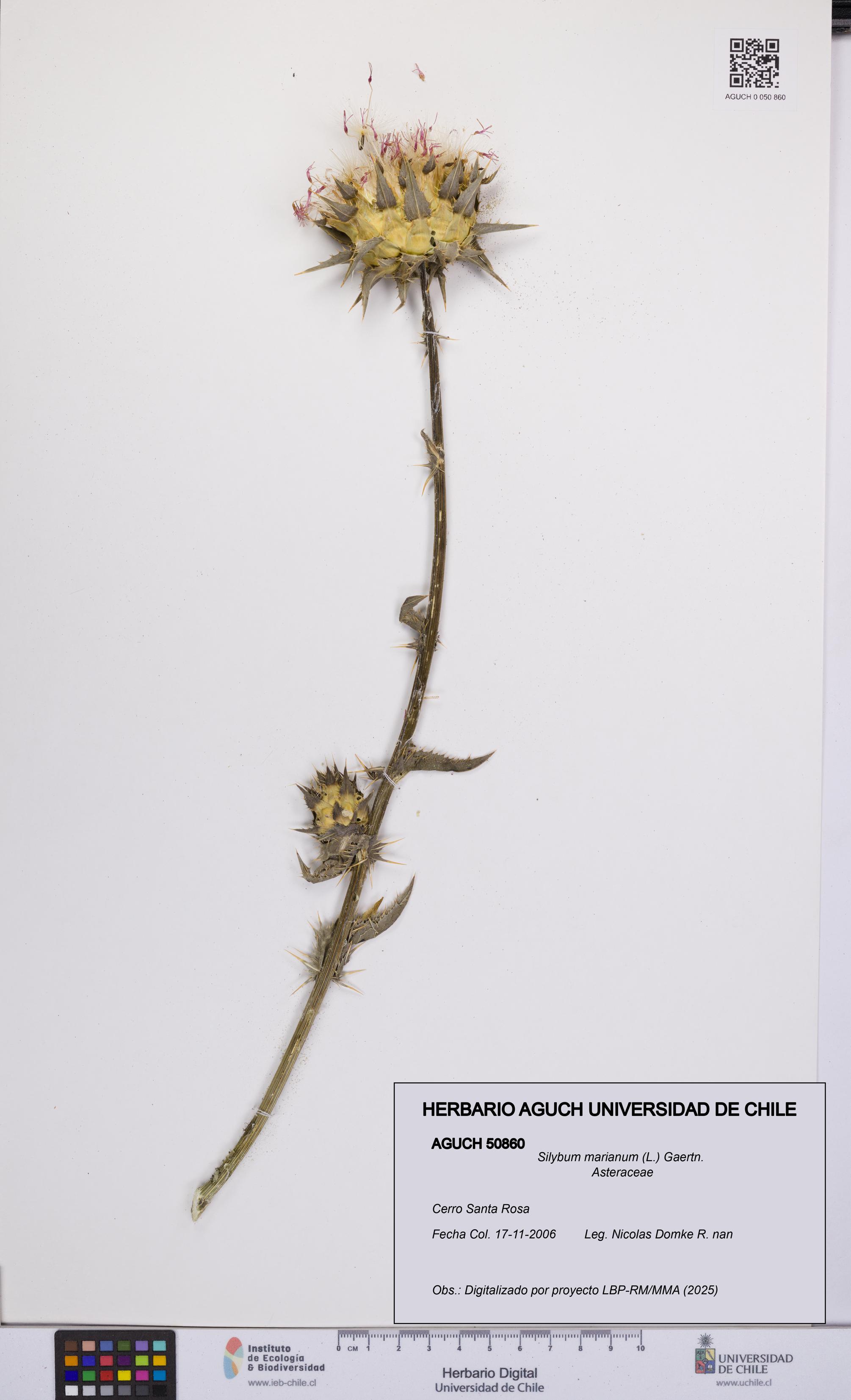 Silybum marianum [Espécimen: UCH:AGUCH:0050860]