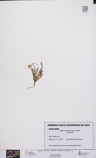 Agoseris chilensis [Espécimen: UCH:AGUCH:0050867]