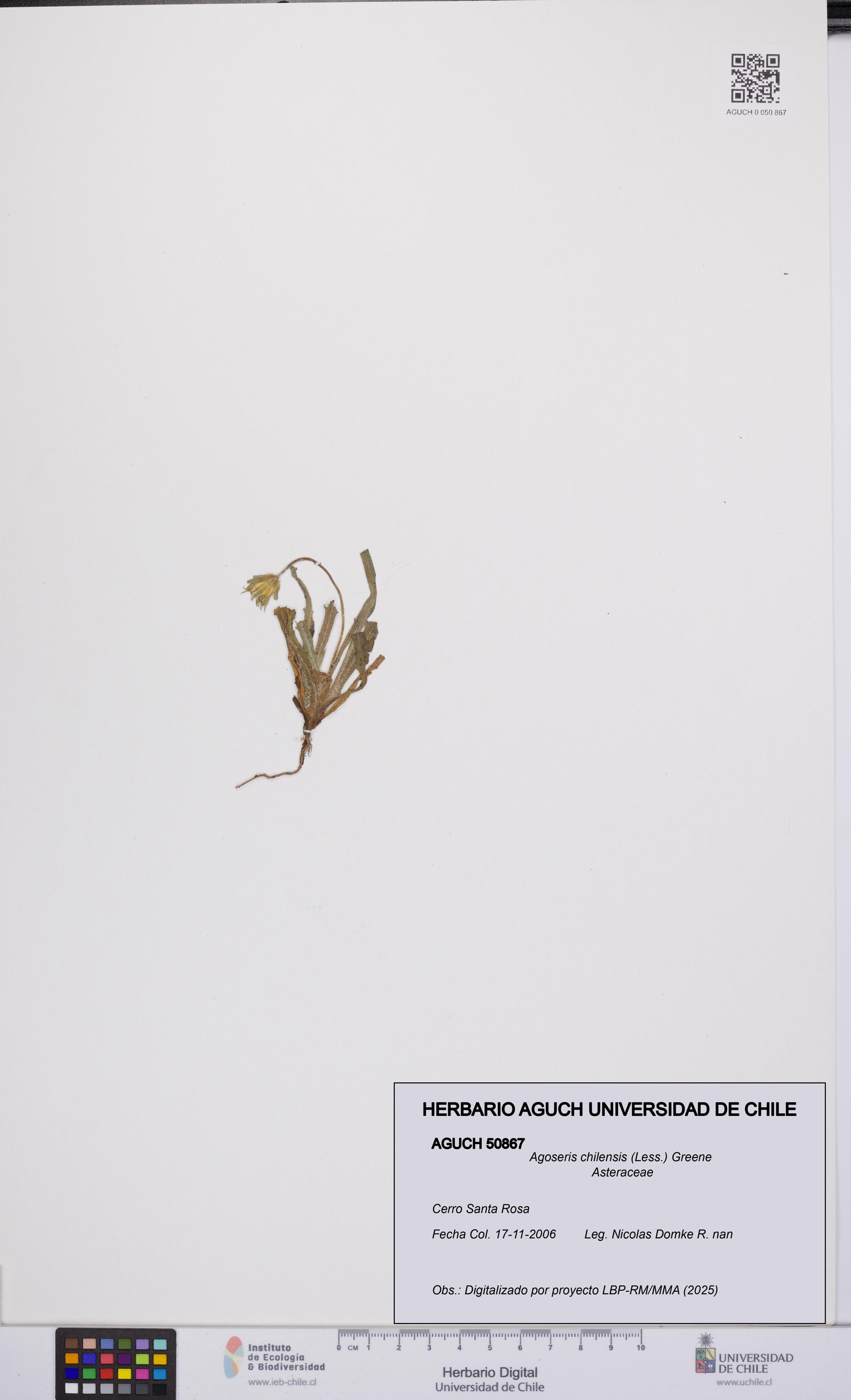 Agoseris chilensis [Espécimen: UCH:AGUCH:0050867]