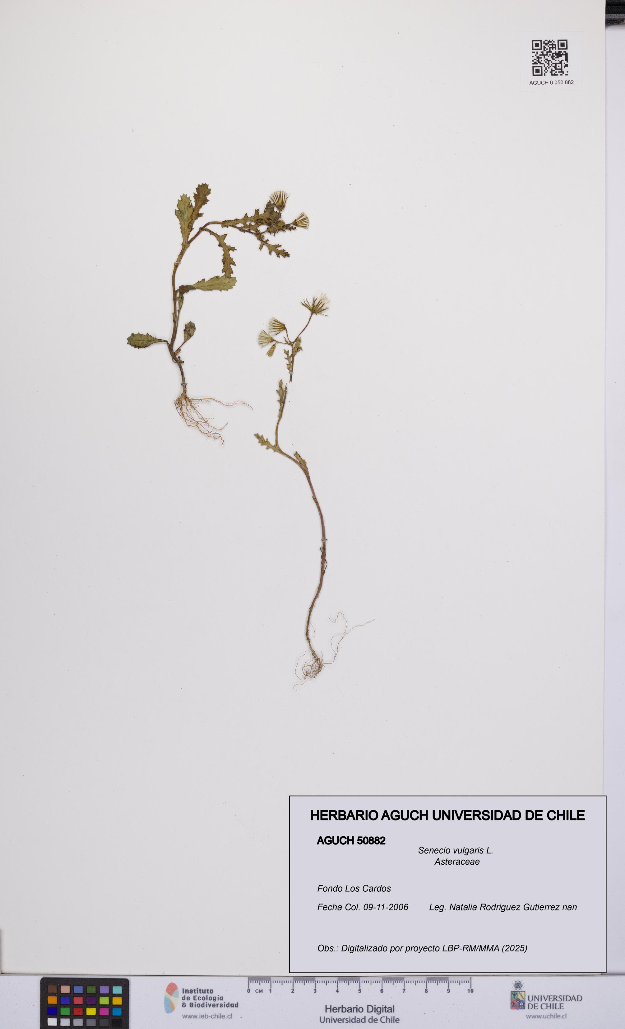 Senecio vulgaris [Espécimen: UCH:AGUCH:0050882]