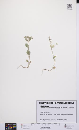 Homalocarpus dichotomus [Espécimen: UCH:AGUCH:0050884]