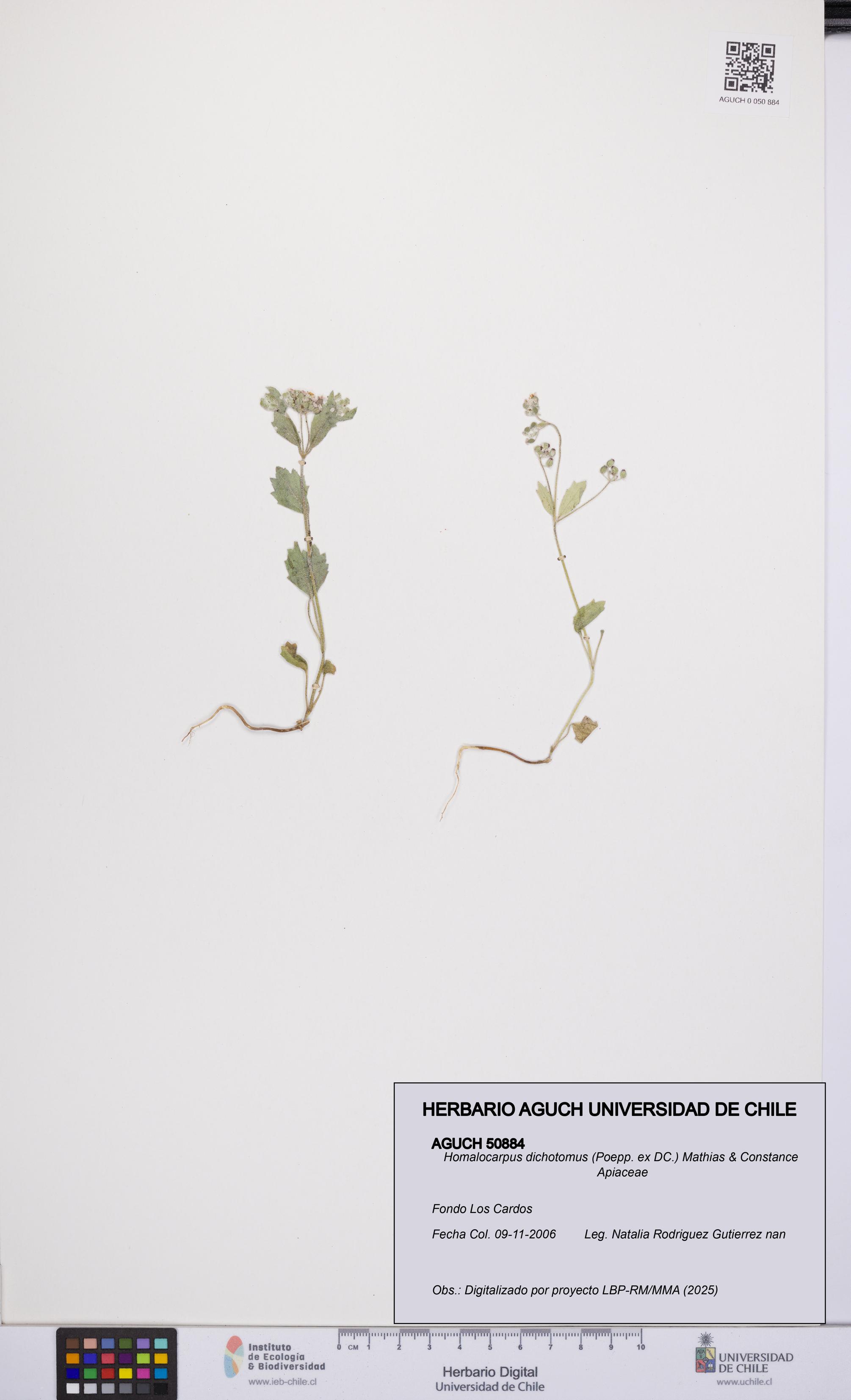 Homalocarpus dichotomus [Espécimen: UCH:AGUCH:0050884]