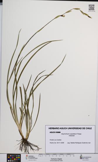 Sisyrinchium cuspidatum [Espécimen: UCH:AGUCH:0050889]
