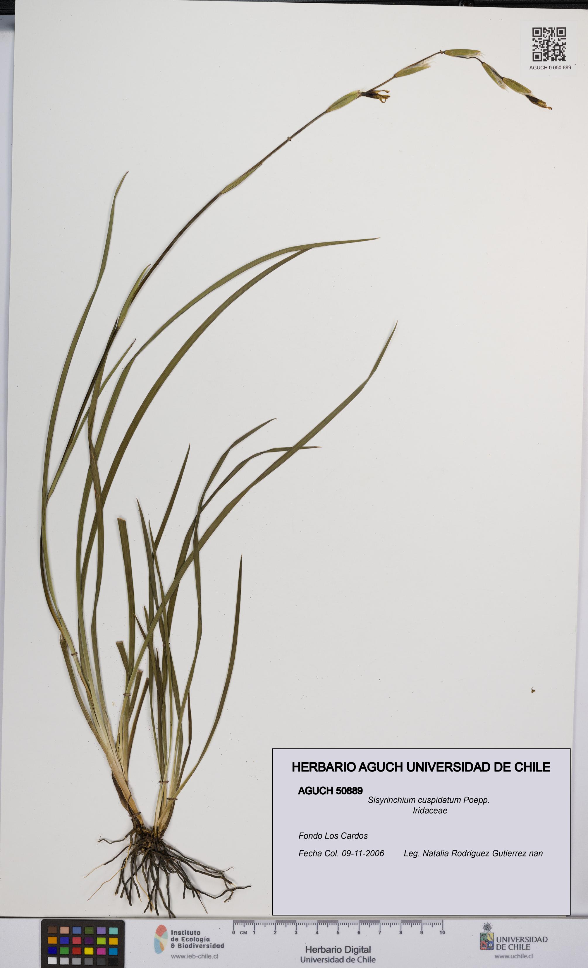 Sisyrinchium cuspidatum [Espécimen: UCH:AGUCH:0050889]