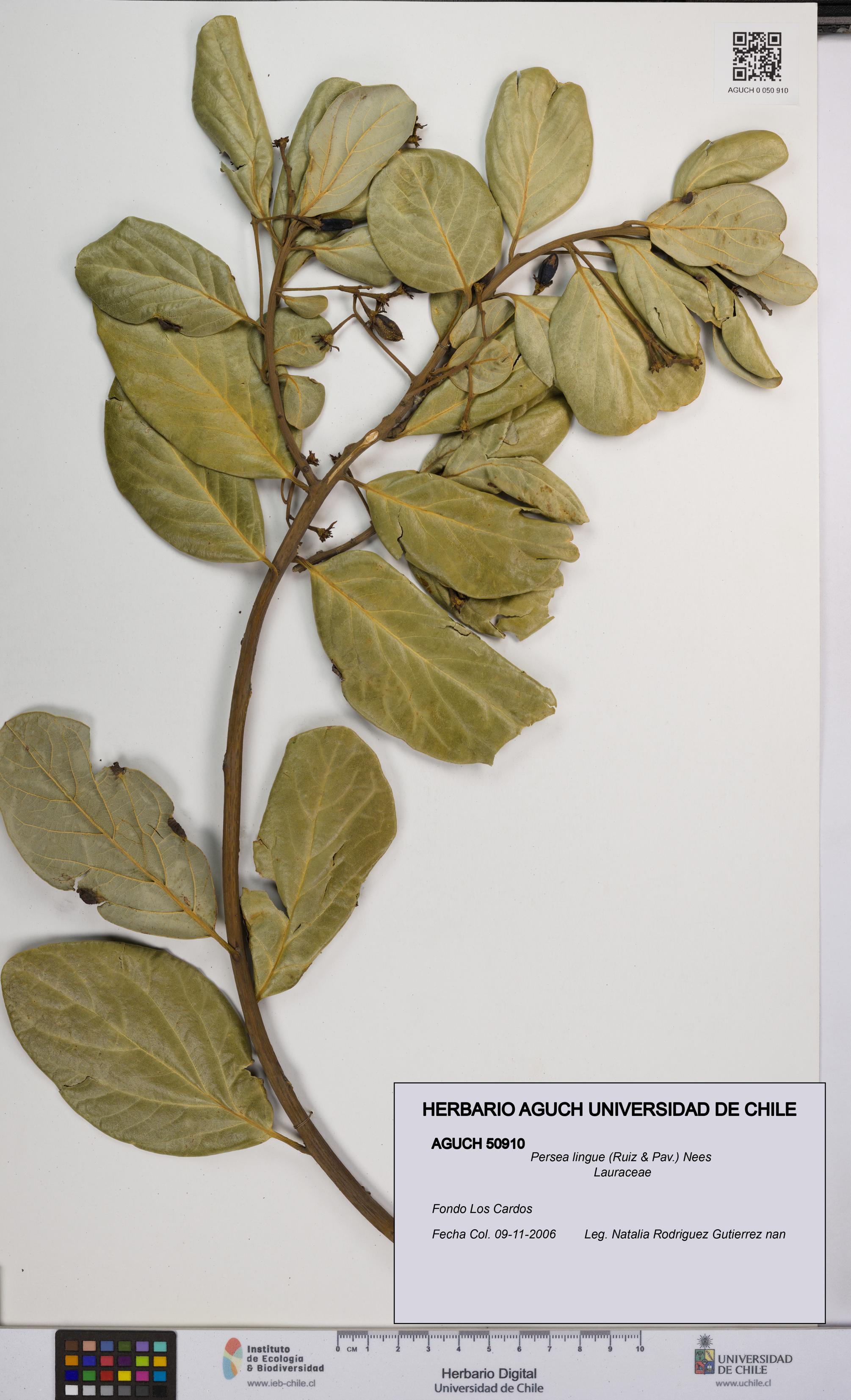 Persea lingue [Espécimen: UCH:AGUCH:0050910]