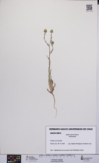 Madia sativa [Espécimen: UCH:AGUCH:0050912]