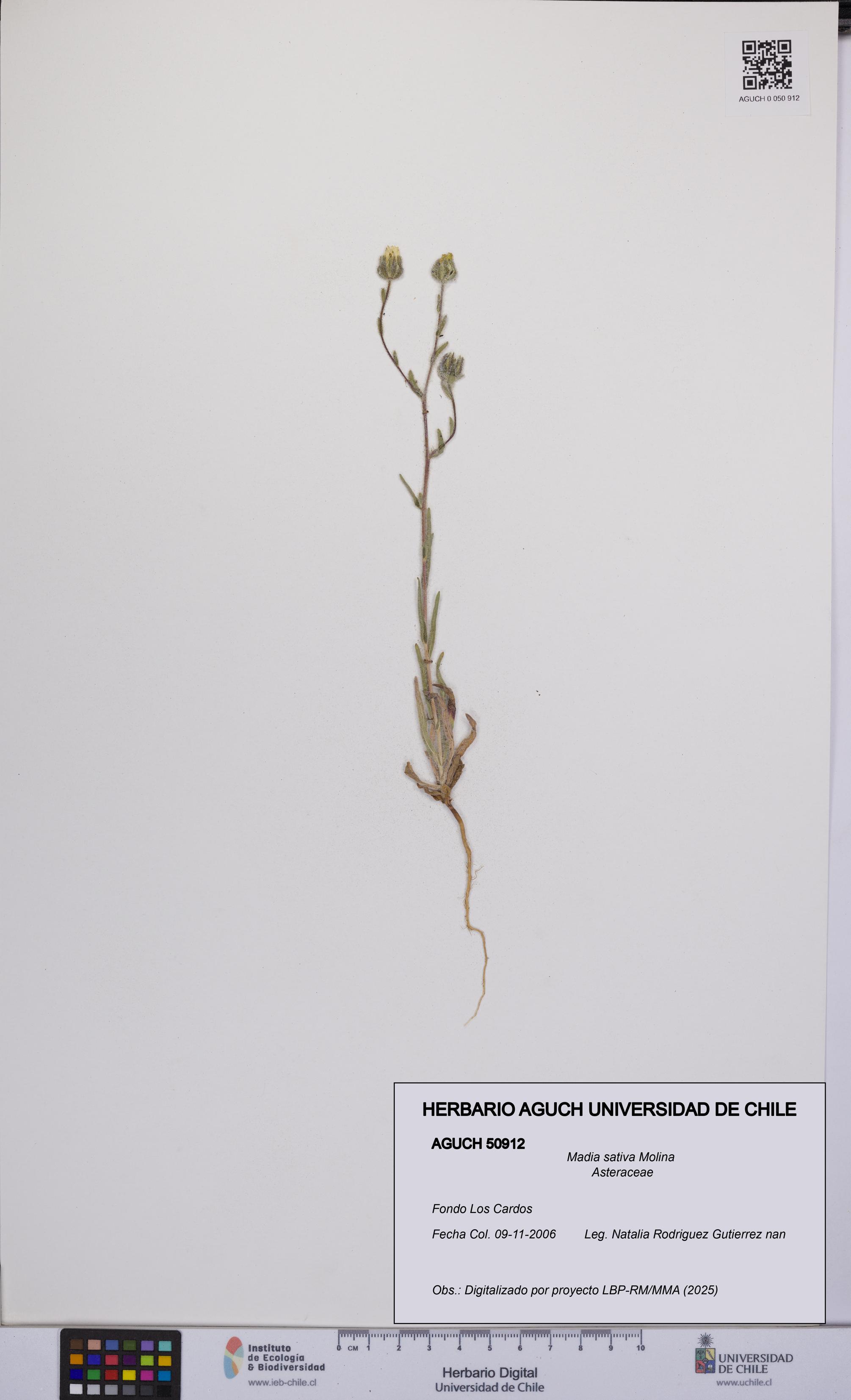 Madia sativa [Espécimen: UCH:AGUCH:0050912]