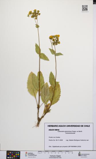 Calceolaria glandulosa [Espécimen: UCH:AGUCH:0050919]