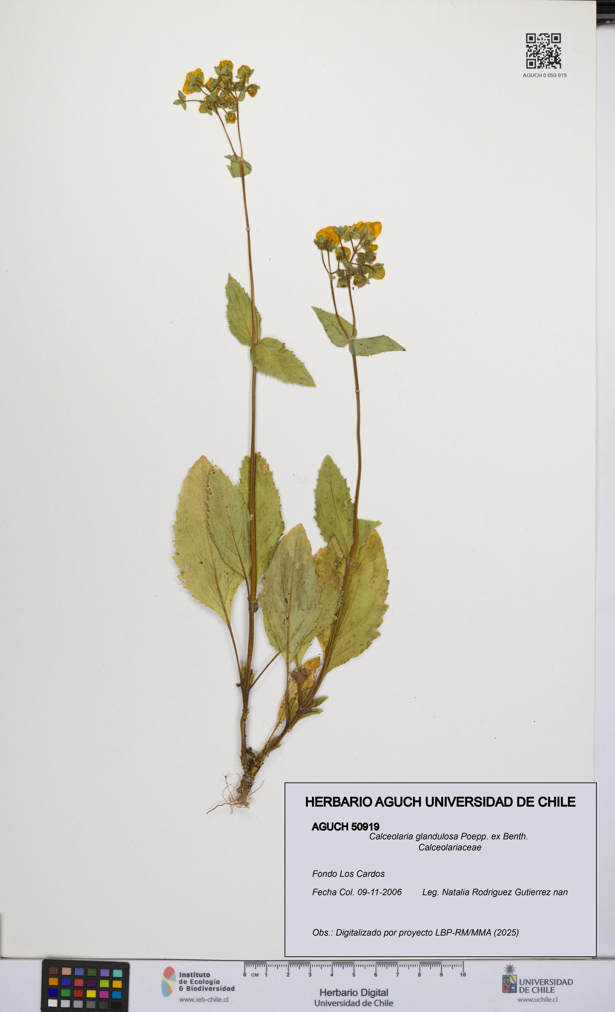 Calceolaria glandulosa [Espécimen: UCH:AGUCH:0050919]