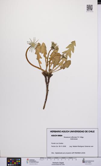 Taraxacum officinale [Espécimen: UCH:AGUCH:0050924]