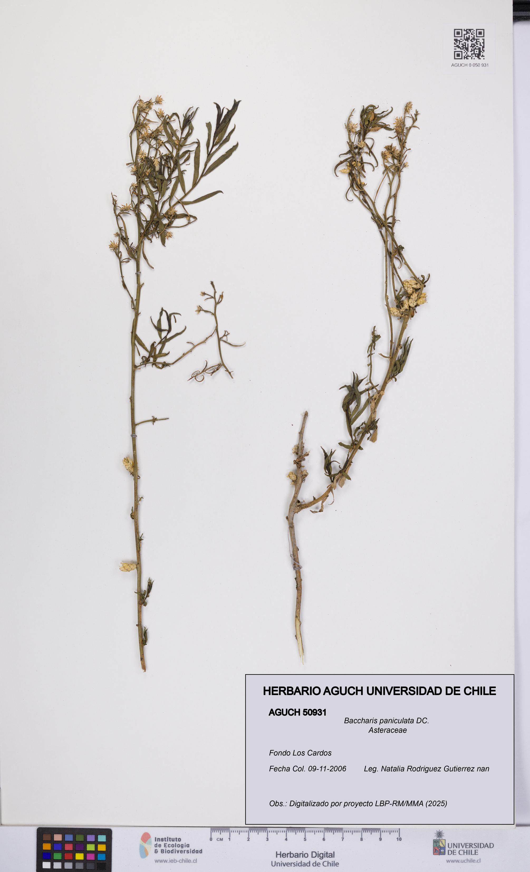 Baccharis paniculata [Espécimen: UCH:AGUCH:0050931]