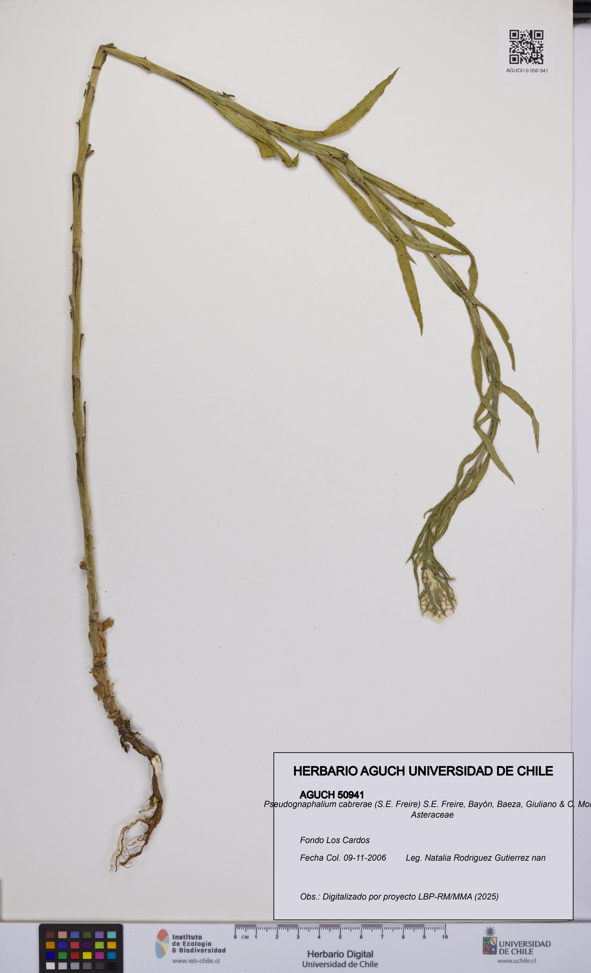 Pseudognaphalium cabrerae [Espécimen: UCH:AGUCH:0050941]