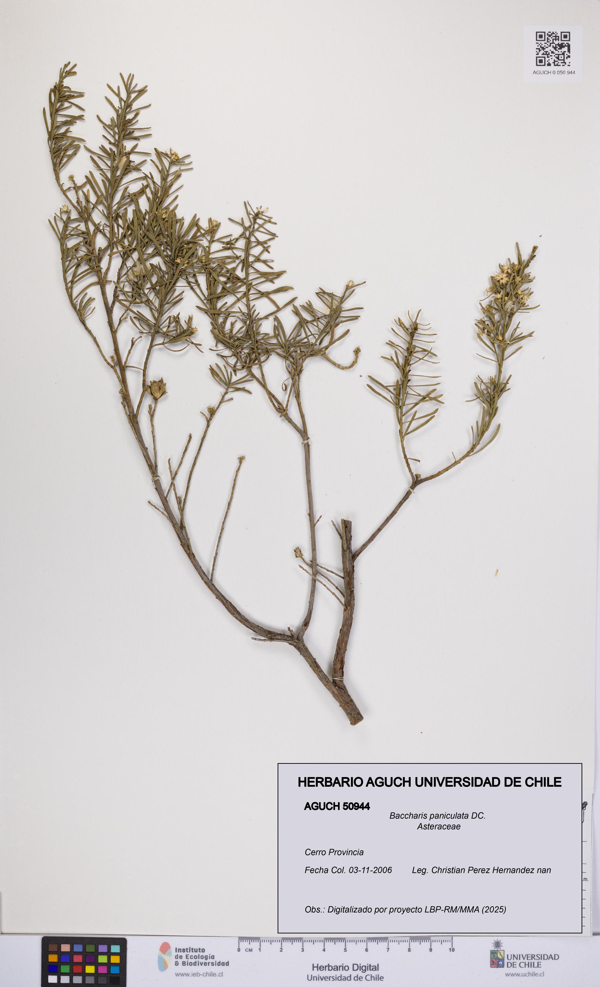 Baccharis paniculata [Espécimen: UCH:AGUCH:0050944]