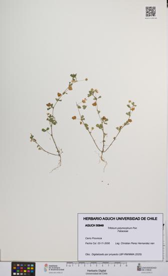 Trifolium polymorphum [Espécimen: UCH:AGUCH:0050949]